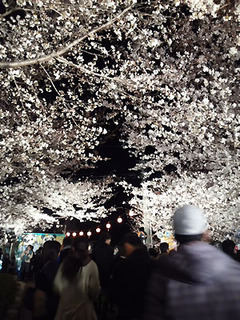 王子動物園の夜桜1.jpg