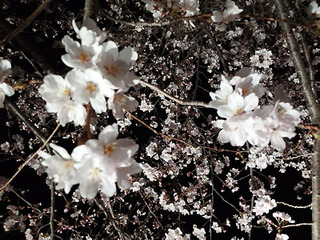王子動物園の夜桜2.jpg
